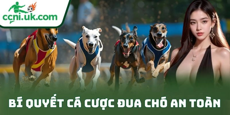 Bí Quyết Cá Cược Đua Chó An Toàn Cho Dân Chơi Bền Vốn